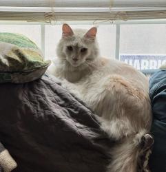 Reunited Male Cat last seen 5th Ave S Irondale Alabama, Irondale, AL 35210