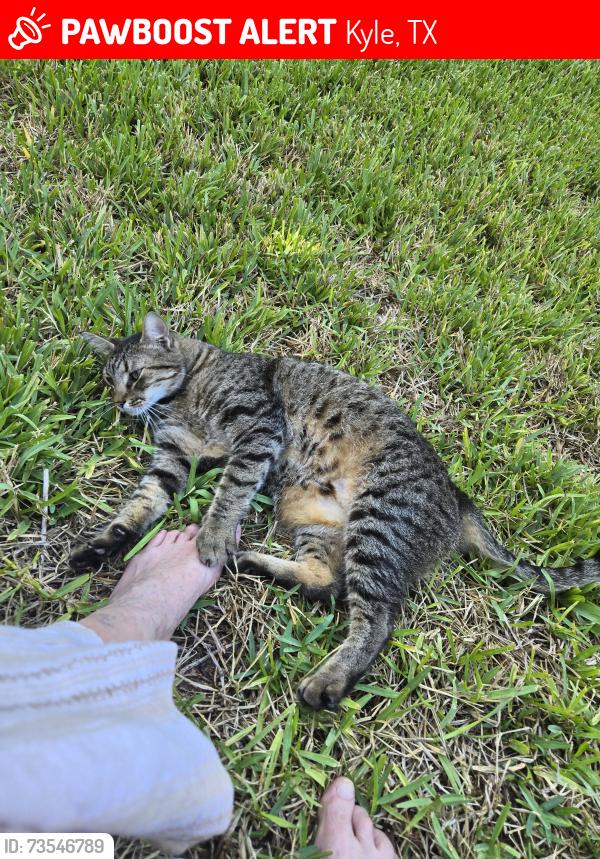 Lost Male Cat last seen Whispering Hollow and Fairfield, Kyle, TX 78640