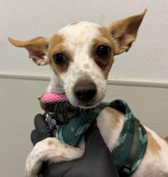 Shelter Stray Male Dog last seen Near 36th Street, San Diego, CA, 92104, 5500 Gaines St, San Diego, CA 92110, USA