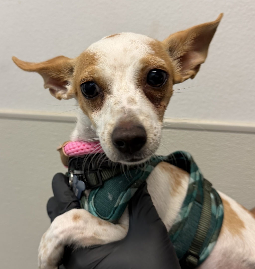 Shelter Stray Male Dog last seen Near 36th Street, San Diego, CA, 92104, 5500 Gaines St, San Diego, CA 92110, USA