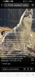 Lost Female Dog last seen Dublin and Montarbor, Fort Collins, CO 80524