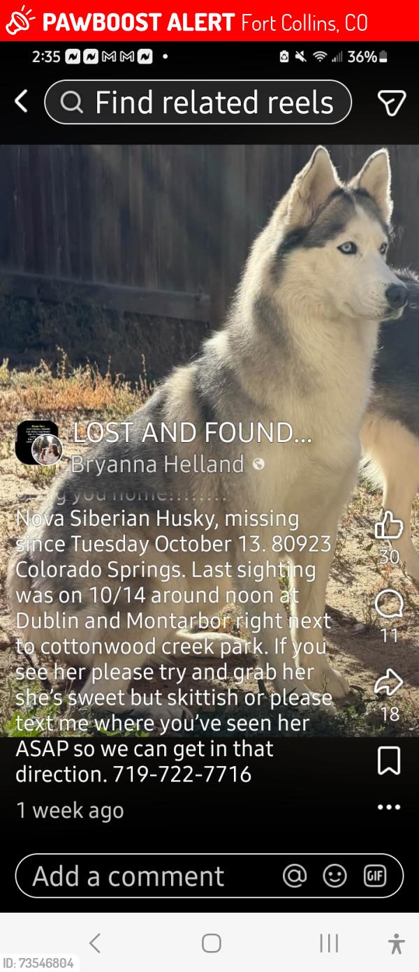 Lost Female Dog last seen Dublin and Montarbor, Fort Collins, CO 80524