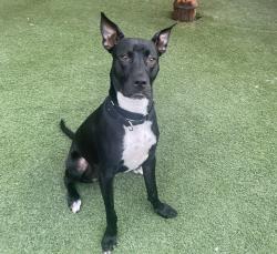 Shelter Stray Female Dog last seen Near Printwood Way, San Diego, CA, 92117, El Cajon, CA 92020, USA