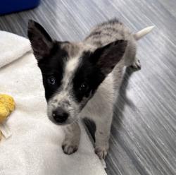 Shelter Stray Male Dog last seen Not Provided., Alpine, CA, 91901, 5500 Gaines St, San Diego, CA 92110, USA
