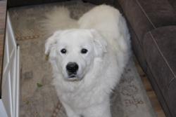 Reunited Male Dog last seen Park lane elementary, granny park, Sandy, UT 84092