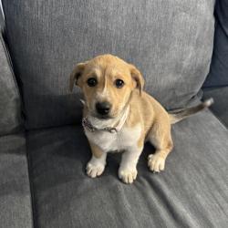 Lost Female Dog last seen Dema Ln, off garden acres, Fort Worth, TX 76028