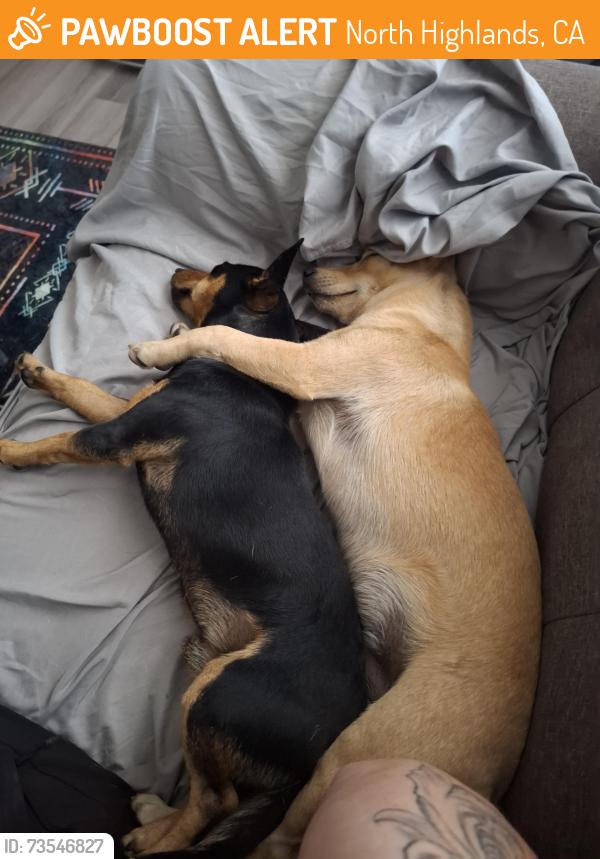Found/Stray Male Dog last seen Jackson street, North Highlands, CA 95660