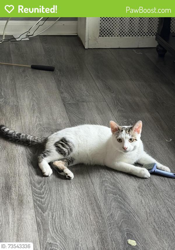 Reunited Male Cat last seen Mitchell and lapham, Milwaukee, WI 53215