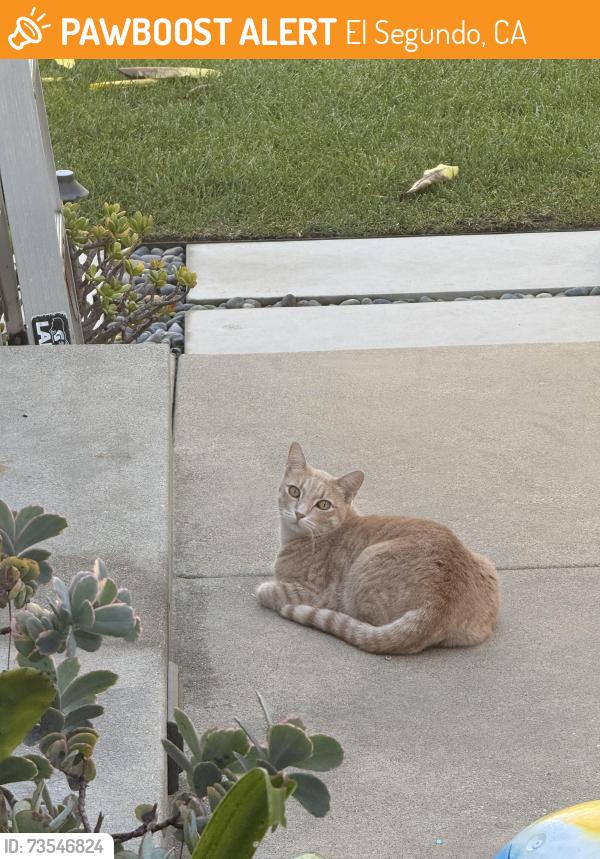 Found/Stray Unknown Cat last seen Mariposa & Washington, El Segundo, CA 90245