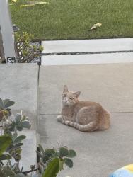 Found/Stray Unknown Cat last seen Mariposa & Washington, El Segundo, CA 90245