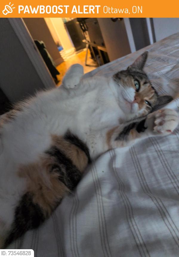 Rehomed Female Cat last seen Dalhousie near ideal coffee, Ottawa, ON 