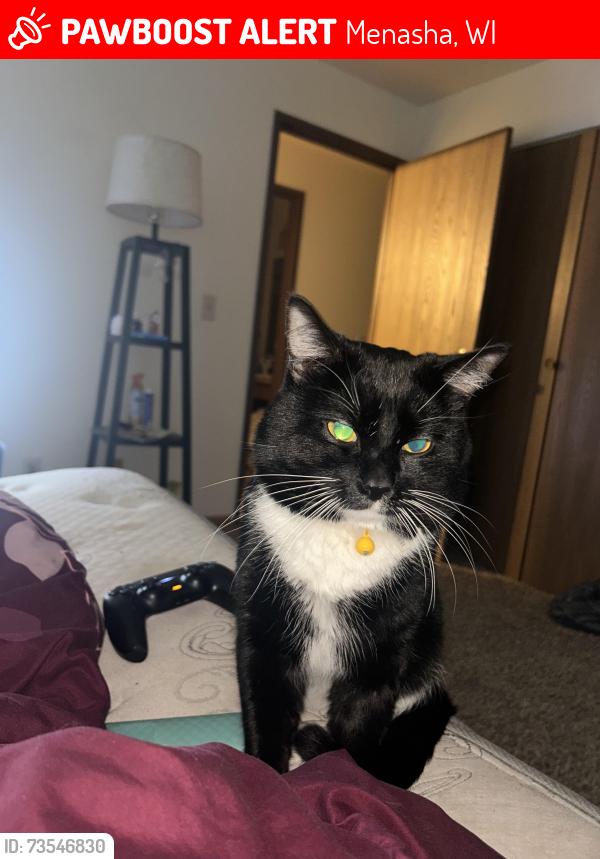 Lost Male Cat last seen Near 9th St, Menasha, WI 54952