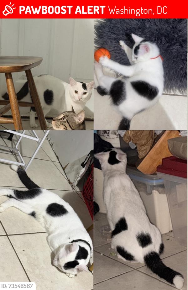 Lost Male Cat last seen Near butternut st nw, Washington, DC 20012