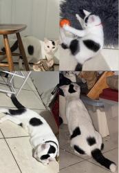 Lost Male Cat last seen Near butternut st nw, Washington, DC 20012