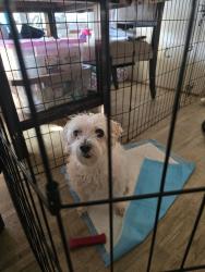 Reunited Female Dog last seen Sylvan Glen ests, Livingston County, MI 48114