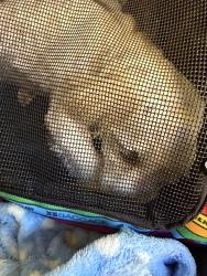 Reunited Male Dog last seen Red Mill Rd & 3rd Ave. Extension, Rensselaer, NY 12144