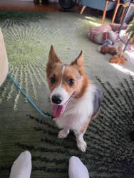 Reunited Unknown Dog last seen Imperial Oaks, Rockford, IL 61114