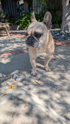 Reunited Male Dog last seen Berkeley x Murray, Los Angeles, CA 90026