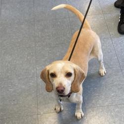 Shelter Stray Female Dog last seen , 12910 Yukon Ave, Hawthorne, CA 90250, USA