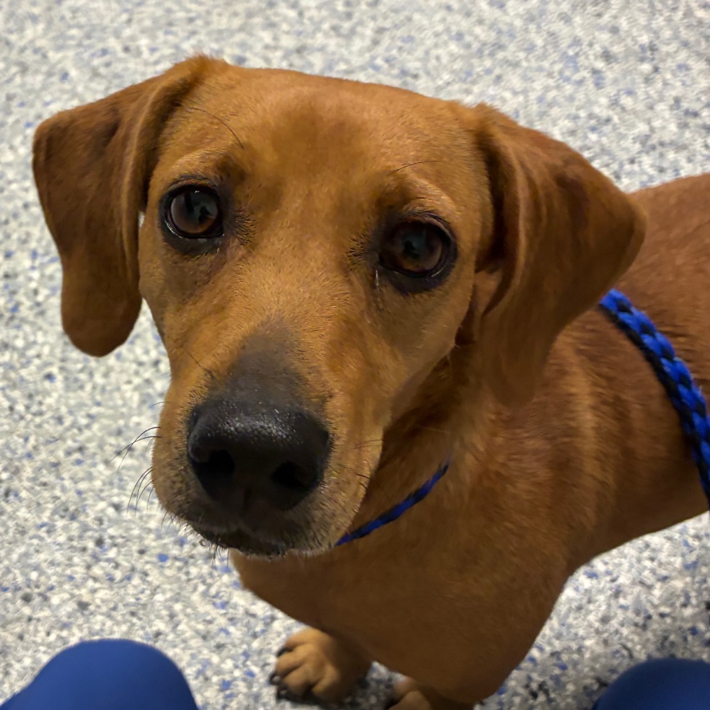 Shelter Stray Female Dog last seen , 328 Furman Hall Rd, Greenville, SC 29609, USA
