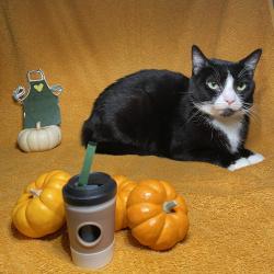 Shelter Stray Female Cat last seen , 361 S Raymond Ave, Pasadena, CA 91105, USA
