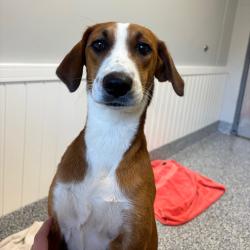 Shelter Stray Female Dog last seen , 328 Furman Hall Rd, Greenville, SC 29609, USA