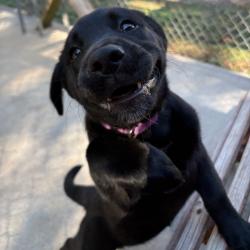 Shelter Stray Female Dog last seen , 2951 S 1st St, Cabot, AR 72023, USA