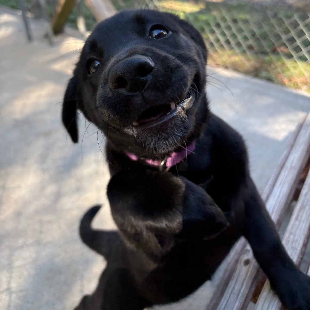 Shelter Stray Female Dog last seen , 2951 S 1st St, Cabot, AR 72023, USA