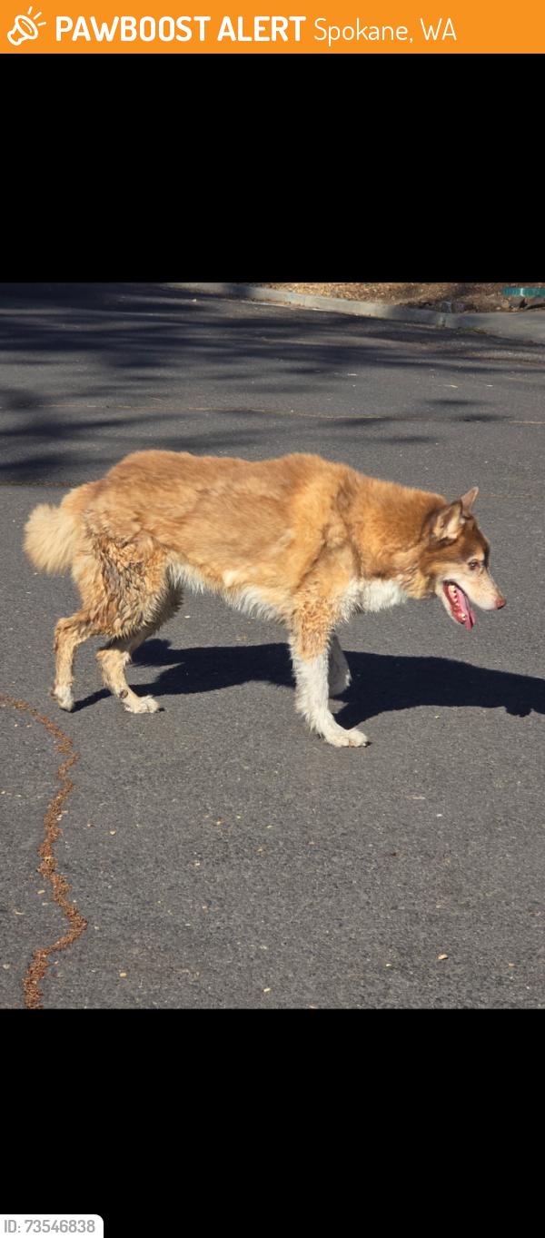 Found/Stray Male Dog last seen Near w osage, spokane, Spokane, WA 99208