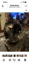 Lost Female Cat last seen Stanton and wilbur, Akron, OH 44301