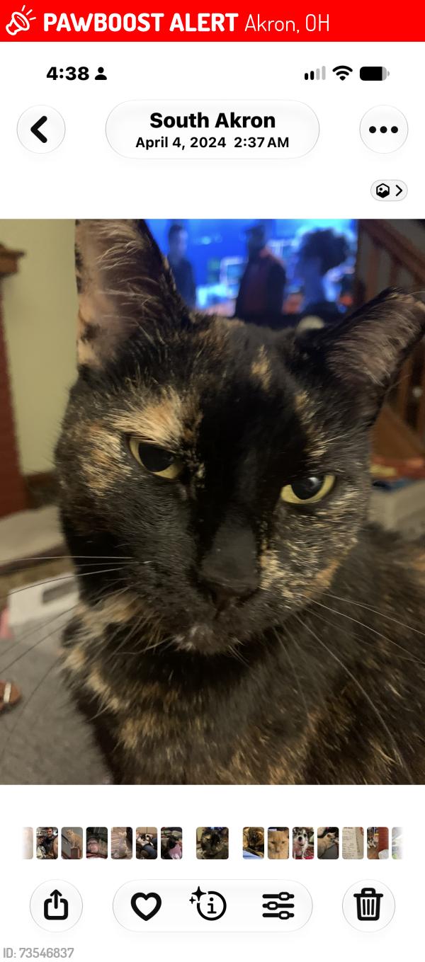 Lost Female Cat last seen Stanton and wilbur, Akron, OH 44301