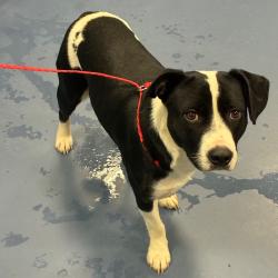 Shelter Stray Male Dog last seen , 980 Guilford College Rd, Greensboro, NC 27409, USA