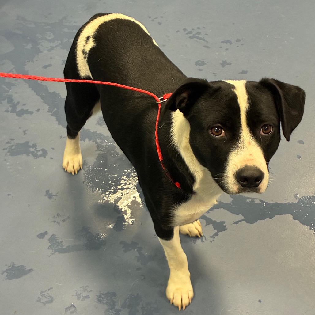 Shelter Stray Male Dog last seen , 980 Guilford College Rd, Greensboro, NC 27409, USA