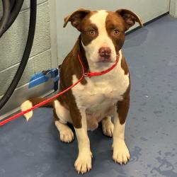Shelter Stray Male Dog last seen , 980 Guilford College Rd, Greensboro, NC 27409, USA