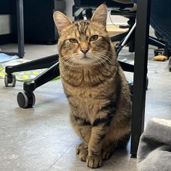 Shelter Stray Male Cat last seen , Animal Care & Control Team of Philly, 111 W Hunting Park Ave, Philadelphia, PA 19140, USA