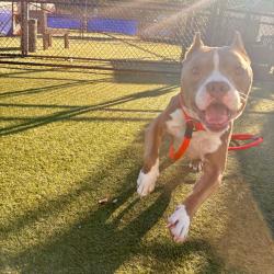 Shelter Stray Male Dog last seen , Animal Care & Control Team of Philly, 111 W Hunting Park Ave, Philadelphia, PA 19140, USA