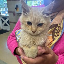 Shelter Stray Male Cat last seen , 5570 Sturmer Park Cir, Winston-Salem, NC 27105, USA