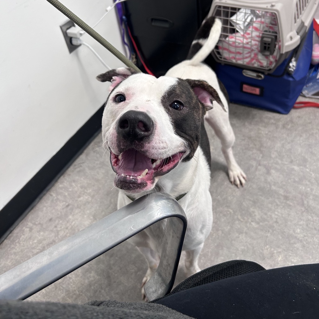 Shelter Stray Male Dog last seen , Animal Care & Control Team of Philly, 111 W Hunting Park Ave, Philadelphia, PA 19140, USA