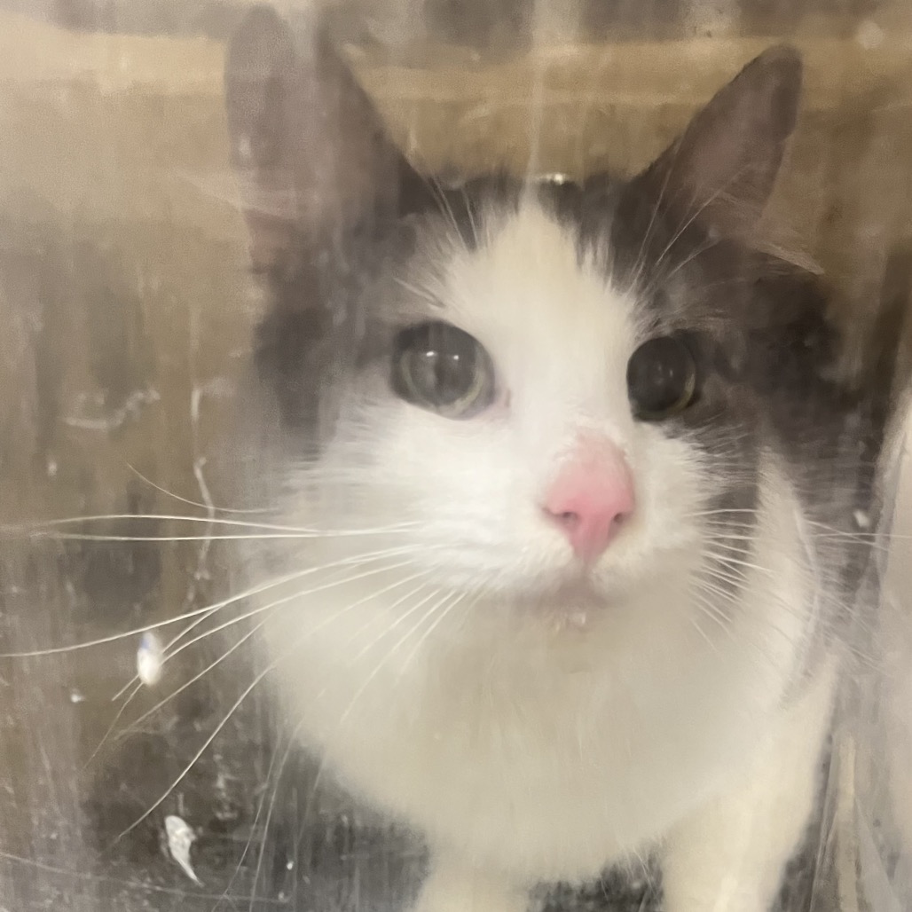 Shelter Stray Female Cat last seen , Animal Care & Control Team of Philly, 111 W Hunting Park Ave, Philadelphia, PA 19140, USA