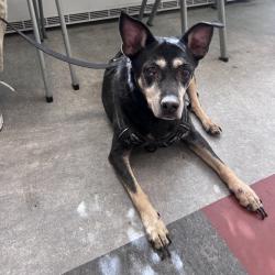 Shelter Stray Female Dog last seen , Animal Care & Control Team of Philly, 111 W Hunting Park Ave, Philadelphia, PA 19140, USA