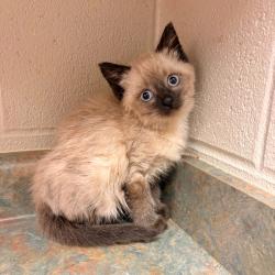 Shelter Stray Female Cat last seen , 54687 Co Rd 19, Bristol, IN 46507, USA