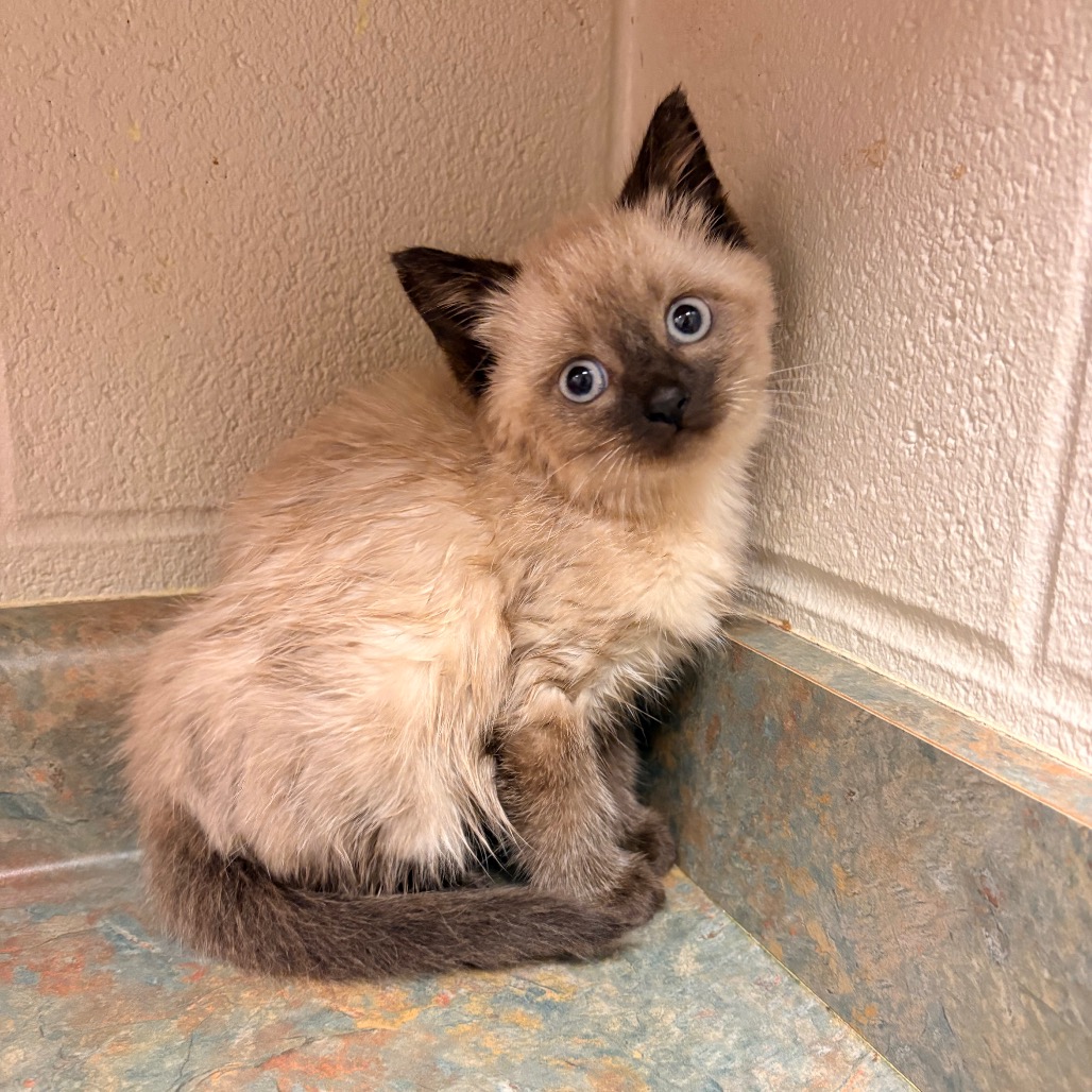 Shelter Stray Female Cat last seen , 54687 Co Rd 19, Bristol, IN 46507, USA