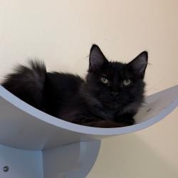 Shelter Stray Male Cat last seen , 8020 Washington St, Port Richey, FL 34668, USA