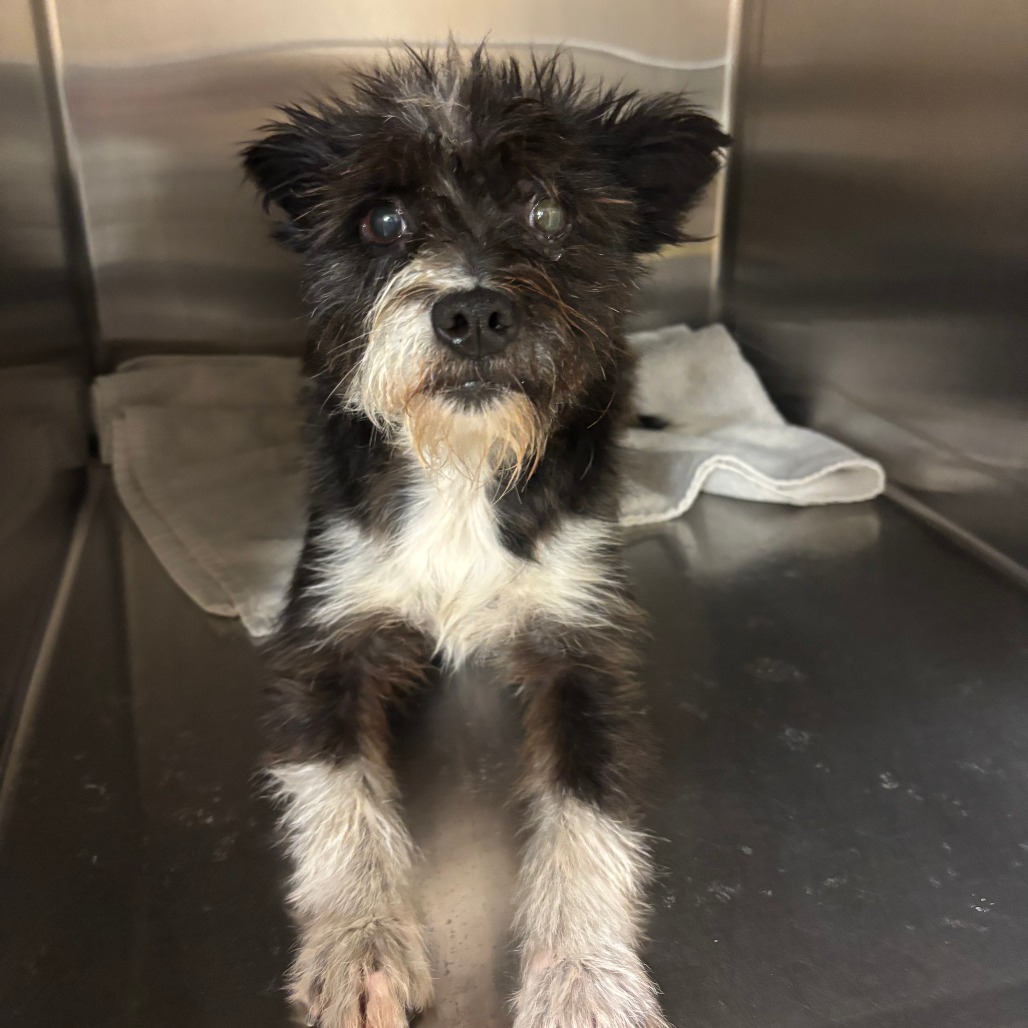 Shelter Stray Female Dog last seen , 3173 K-68 Hwy, Ottawa, KS 66067, USA