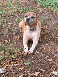 Lost Male Dog last seen ASHFORD PARK AND MEADWAY, Houston, TX 77077