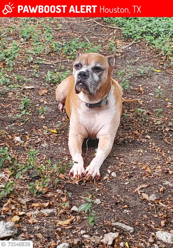 Lost Male Dog last seen ASHFORD PARK AND MEADWAY, Houston, TX 77077