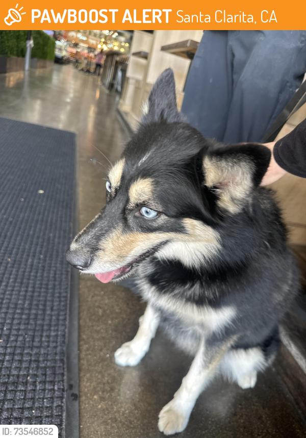 Found/Stray Female Dog last seen cvs soledad and dollar tree whites can, Santa Clarita, CA 91351