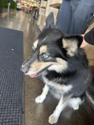 Found/Stray Female Dog last seen cvs soledad and dollar tree whites can, Santa Clarita, CA 91351
