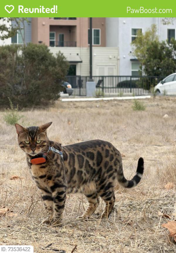 Reunited Female Cat last seen near parking lot, Newark, CA 94560