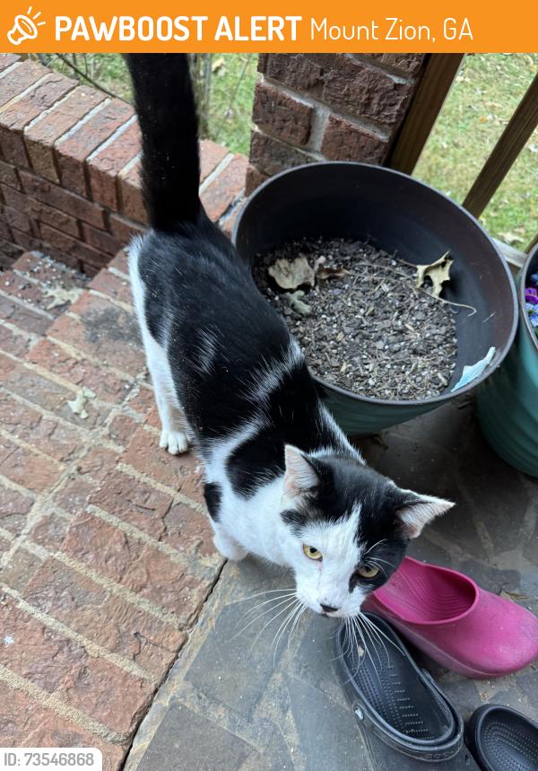 Found/Stray Unknown Cat last seen South prospect and Ashwood, Mount Zion, GA 30182